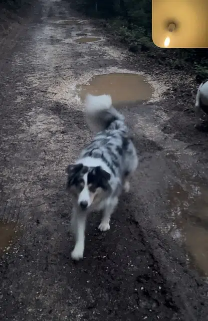 chienne reunited   83210 Solliès-Ville Paya