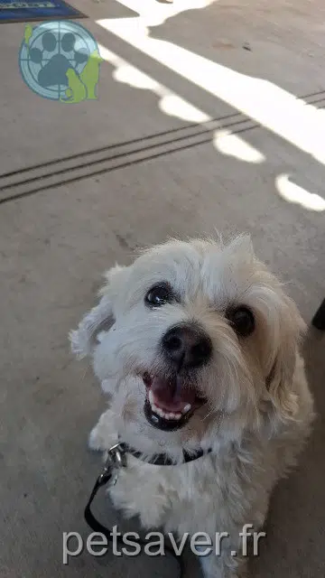 dog reunited 83690 Salernes Pepite