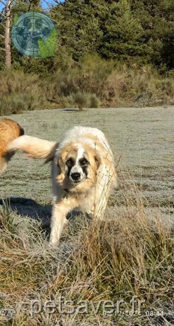 chienne reunited 83840 Comps-sur-Artuby Taïga