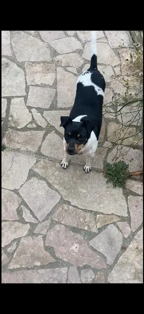 chienne reunited   83390 Puget-Ville Toscane