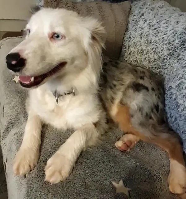 chienne reunited   83300 Draguignan Upsy