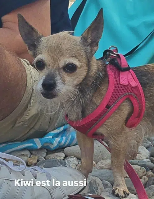 chienne reunited   84190 Beaumes-de-Venise Kiwi