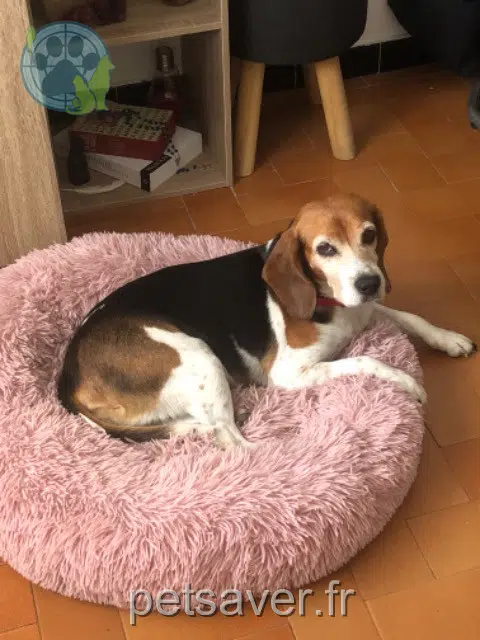 chienne reunited 84210 Le Beaucet Lola