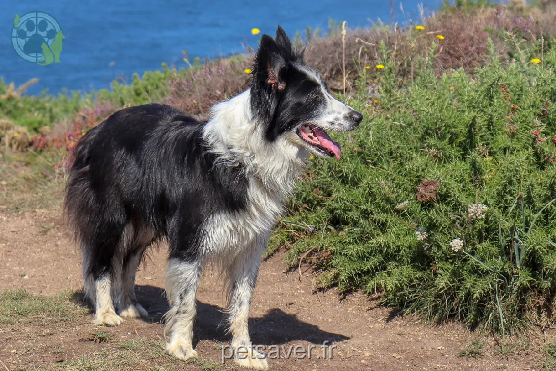 Chienne Perdue 84 Vaucluse - Ollie Chienne Perdue 84 Vaucluse - Ollie