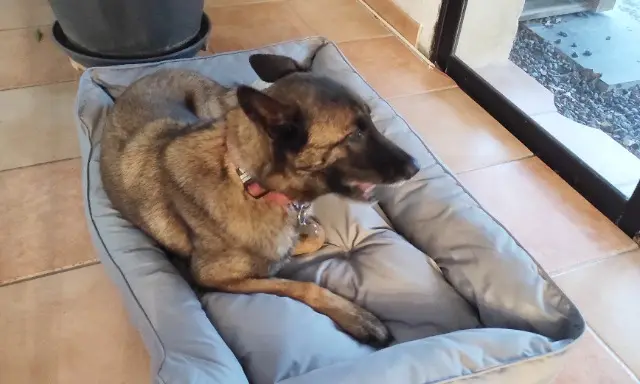 chienne reunited   84170 Monteux Phoxy
