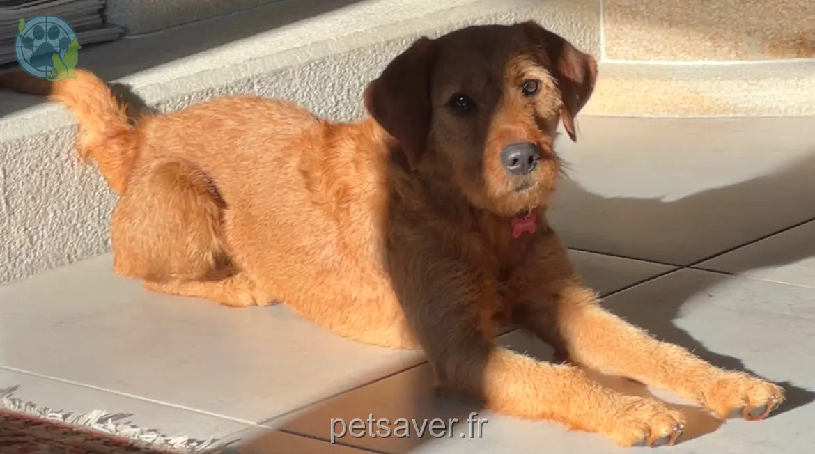 Chienne Perdue 84 Vaucluse Chienne Perdue 84 Vaucluse