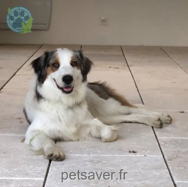 chienne reunited 85430 Nieul-le-Dolent Bleue