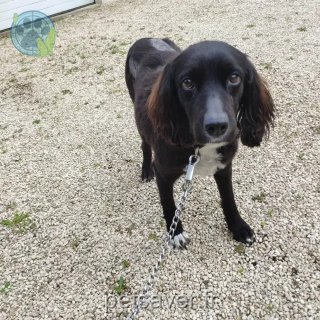 chienne reunited 85300 Froidfond Nouna
