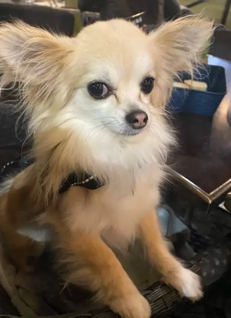 chienne reunited   85270 Saint-Hilaire-de-Riez Ollie