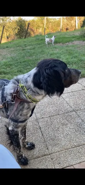 chienne reunited   85390 Bazoges-en-Pareds Utah