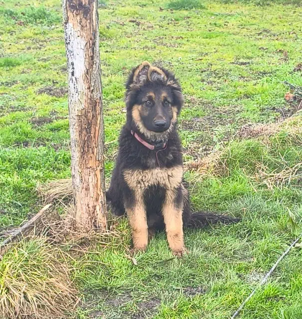 chienne reunited   86230 Leigné-sur-Usseau Alfa