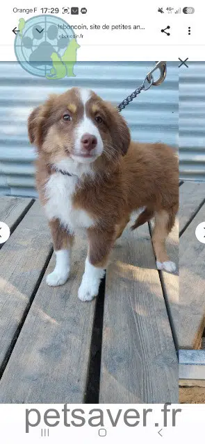 chienne reunited 86800 Jardres Bella
