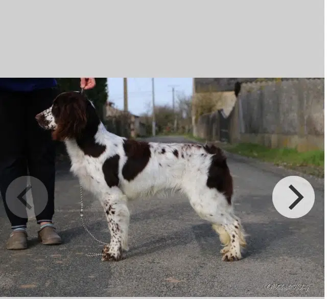 chienne reunited   86190 Frozes Maline