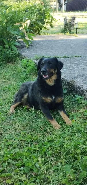 chienne reunited   86500 Montmorillon Senka