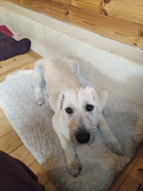 chienne reunited   86700 Valence-en-Poitou Vanie