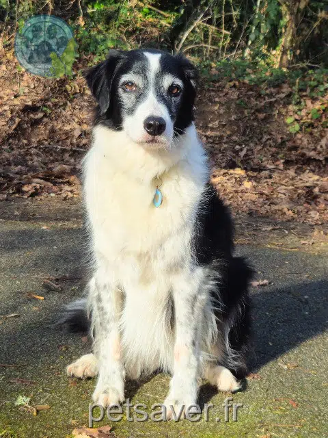 chienne reunited 87310 Saint-Auvent Jasmine