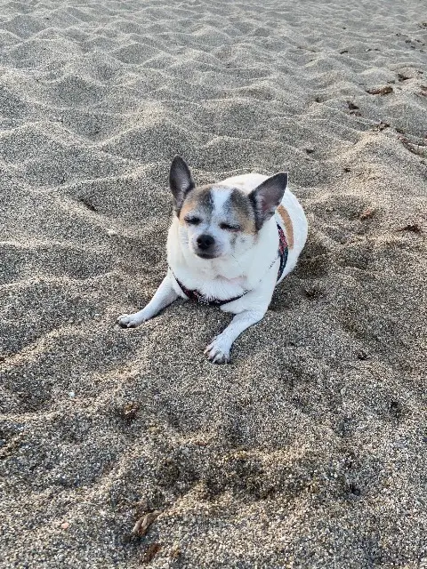 chienne reunited   87700 Aixe-sur-Vienne Mamzel