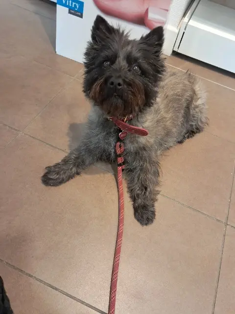 chienne reunited   87350 Panazol Moon