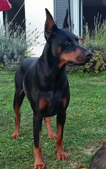 dog reunited   87260 Saint-Jean-Ligoure Sweet