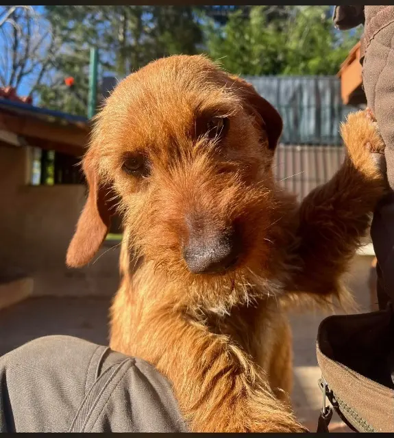 chienne reunited   87410 Le Palais-sur-Vienne Tinou