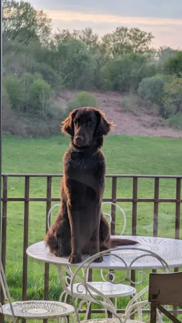 chienne reunited   87260 Vicq-sur-Breuilh Valdi