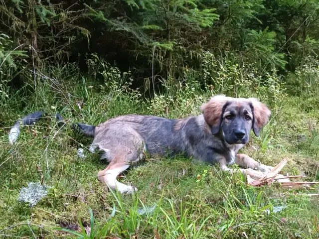chienne reunited   88400 Gérardmer Annya