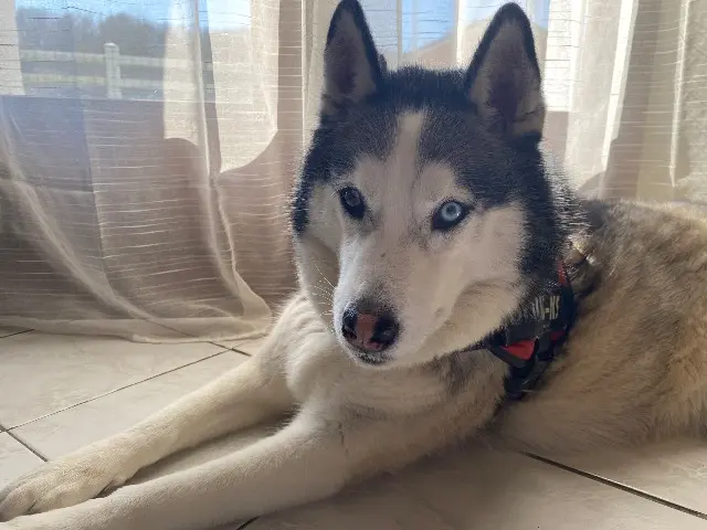 chienne reunited   88130 Charmes Belle