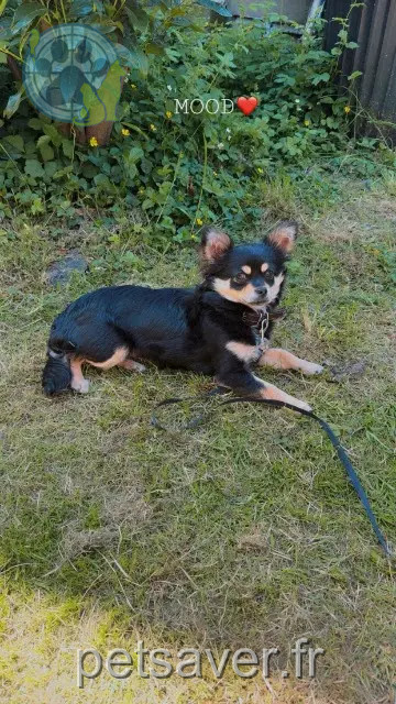 chienne reunited   88000 Épinal Fifi
