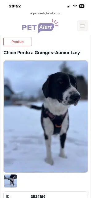 chienne reunited   88640 Granges-Aumontzey Iseult