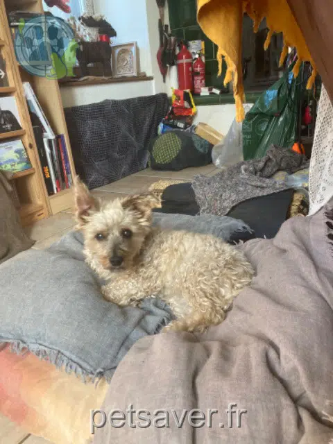 chienne reunited   88210 Denipaire Maya