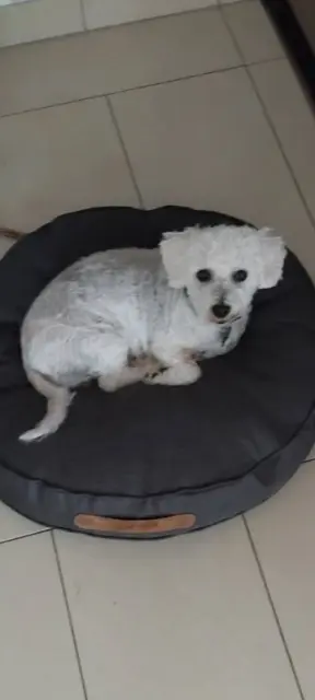 chienne reunited   88390 Sanchey Perle