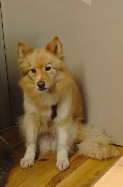 chienne reunited   88240 Le Clerjus Tsarine