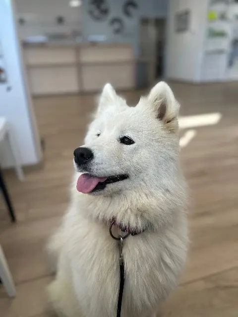 chienne reunited   88390 Darnieulles Ulka