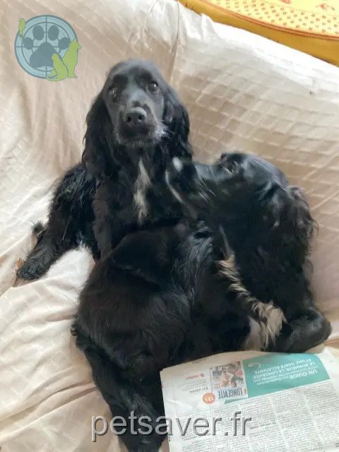 chienne reunited   89000 Auxerre Moka