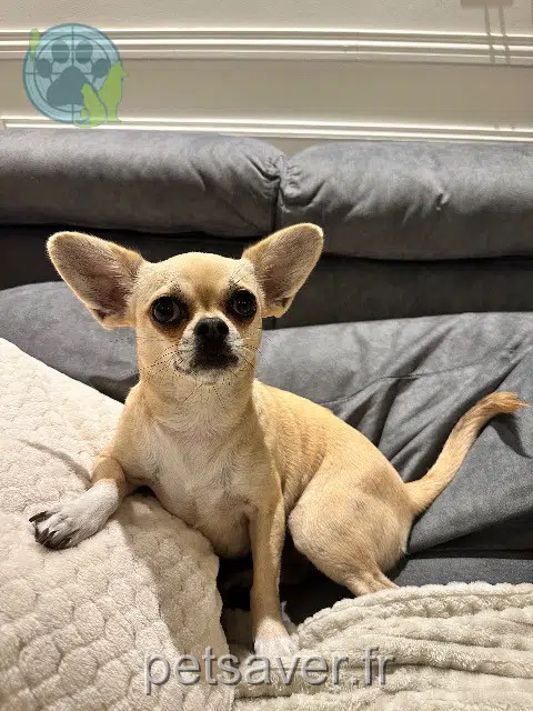 chienne reunited   89100 Sens Molly