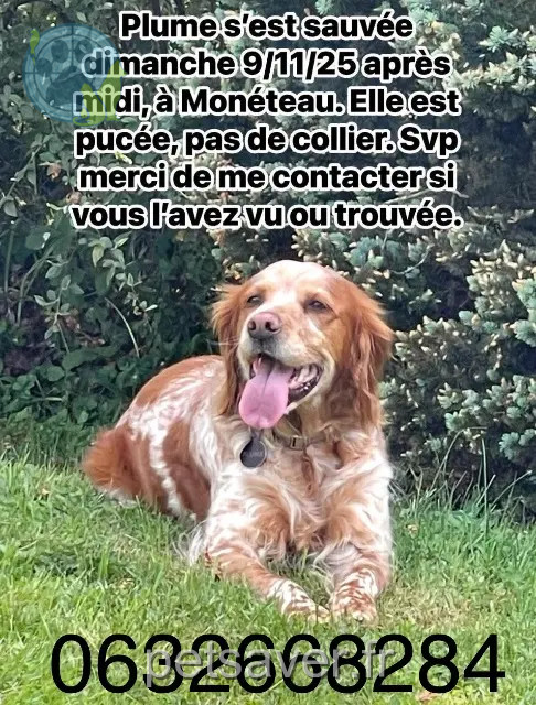 chienne reunited 89470 Monéteau Plume
