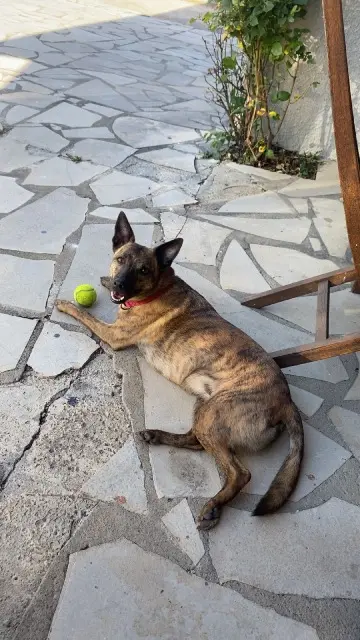 chienne reunited   89140 Sergines Sally