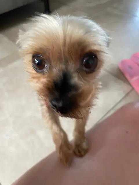 chienne reunited    Auxerre Zipette