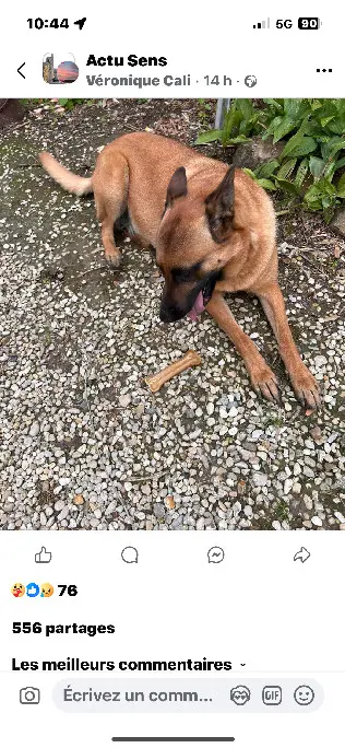 Chienne Trouvée 89 Yonne Chienne Trouvée 89 Yonne