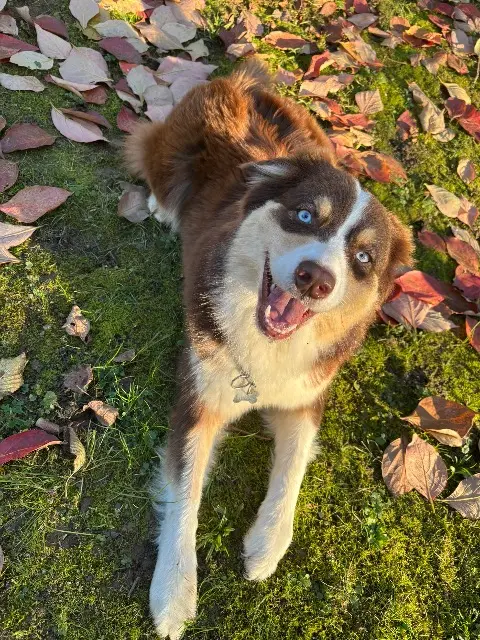 chienne reunited   90200 Grosmagny Tea