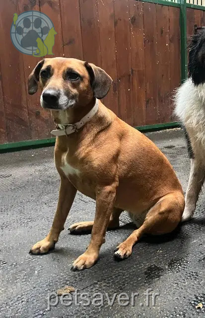 chienne reunited   91120 Palaiseau Fidji