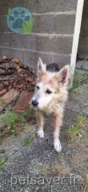 chienne reunited   91590 D'Huison-Longueville Gaby