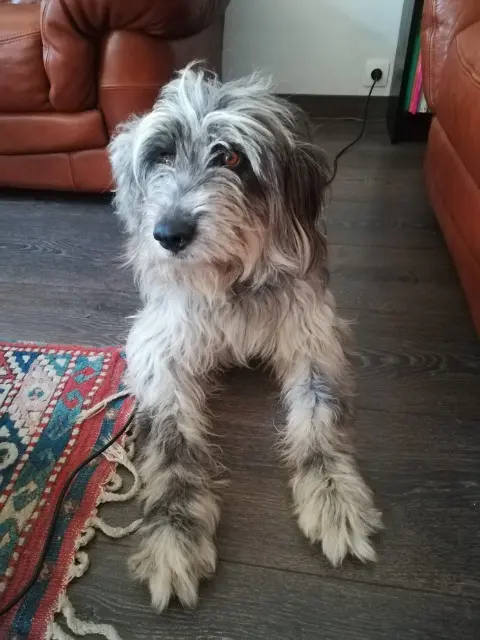 chienne reunited   91170 Viry-Châtillon Grivette