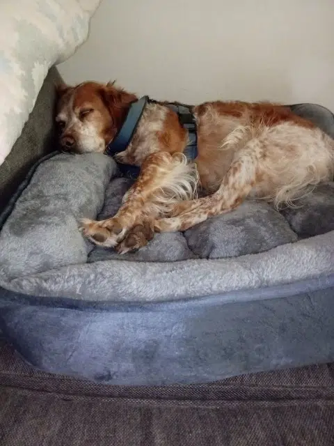 chienne reunited   91940 Les Ulis Joïa