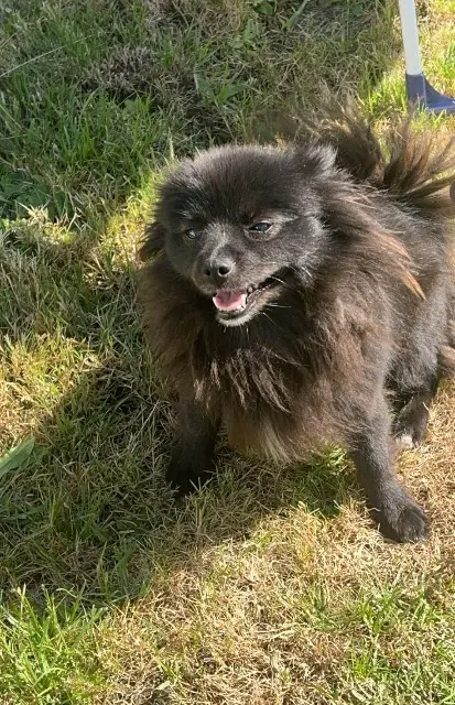 chienne reunited   91310 Longpont-sur-Orge Lila
