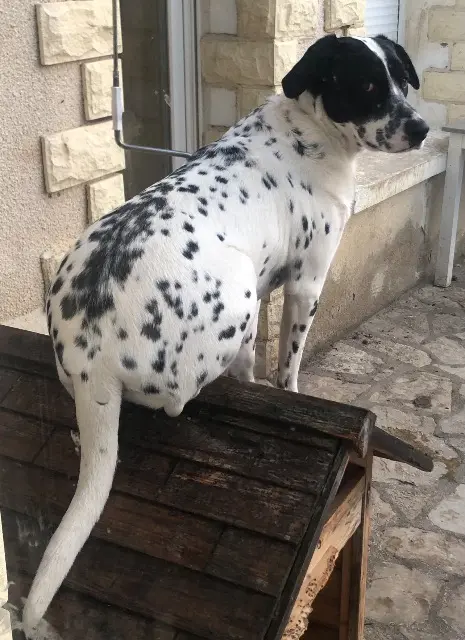 chienne reunited   91410 Saint-Cyr-sous-Dourdan Pampa