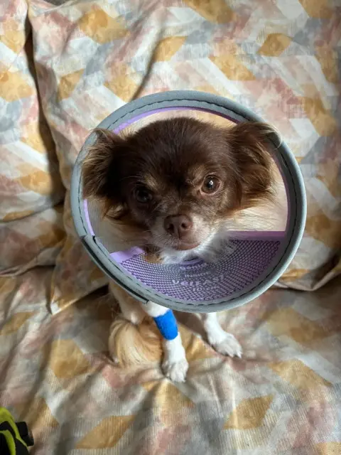 chienne reunited   91270 Vigneux-sur-Seine Queuenelle