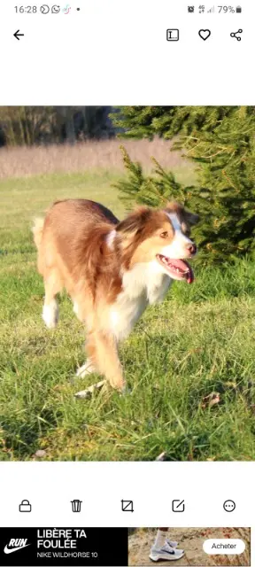 chienne reunited   91150 Étampes Symia