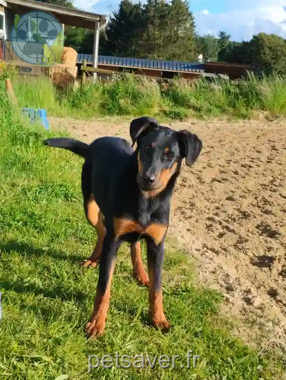 Chienne Trouvée 91 Essonne - Uma Chienne Trouvée 91 Essonne - Uma