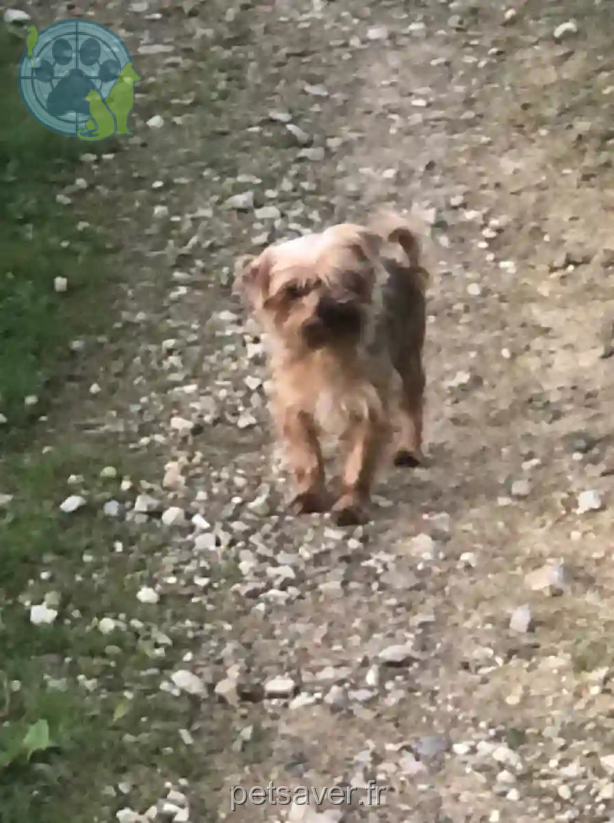 Chienne Trouvée 92 Hauts-de-Seine - Daisy Chienne Trouvée 92 Hauts-de-Seine - Daisy